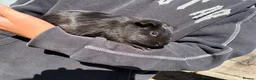 Guinea Pig rodents for sale: guinea pigs for sale  in Beccles - Advert 5