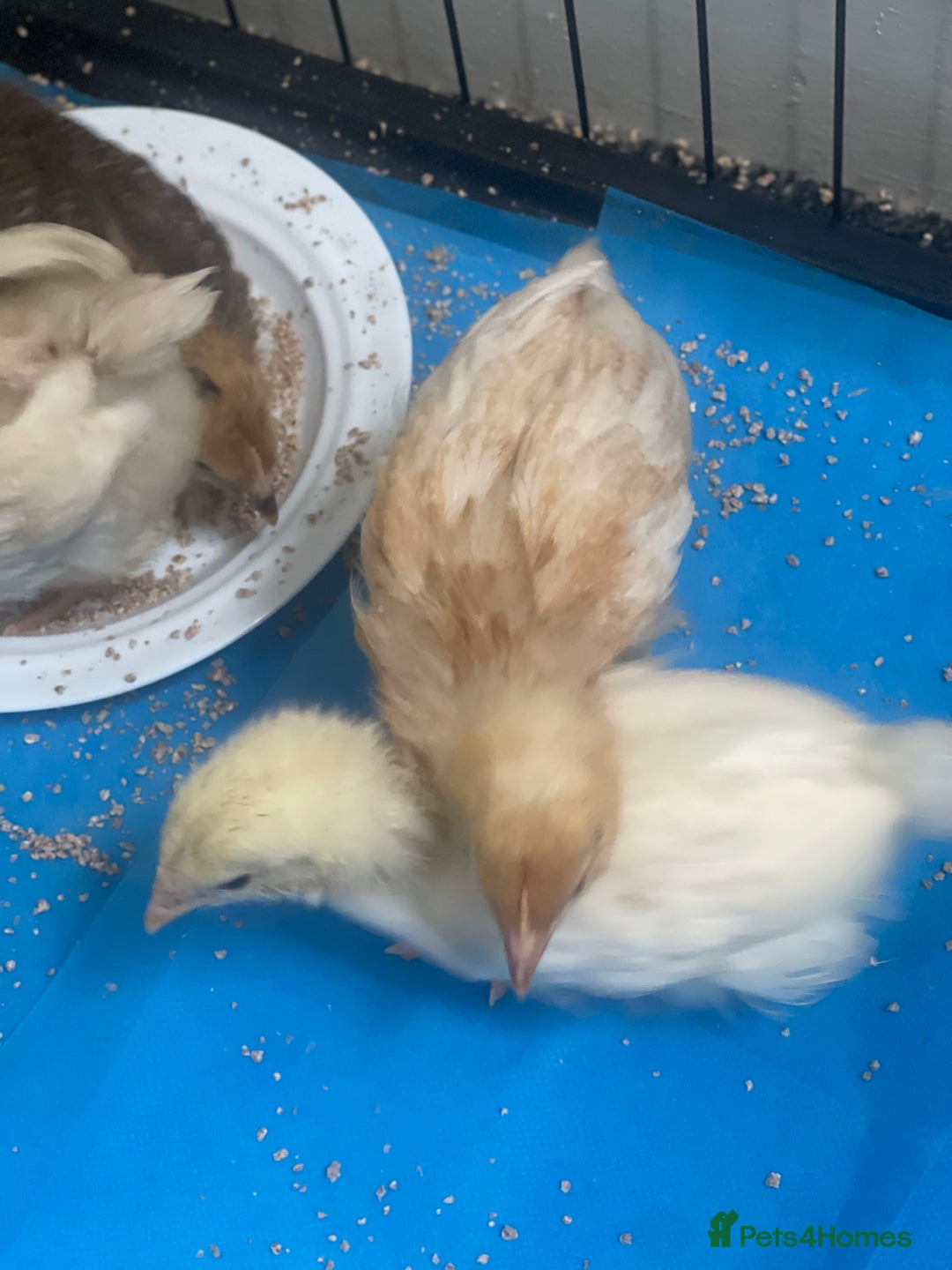 Mixed Breed poultry for sale: Chicks for £15 - Image 7