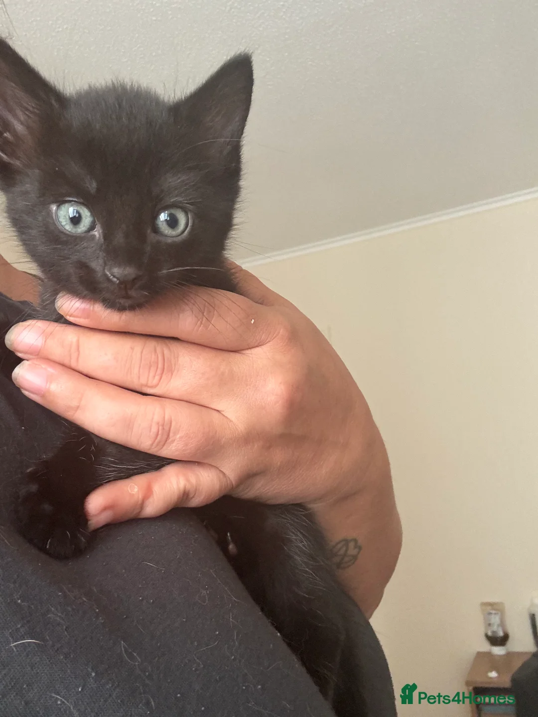 Domestic Shorthair cats for sale: 3 love black cats and one tabby  - Advert 2