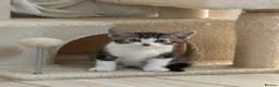 Mixed Breed cats for sale: Adorable Bengal Mix Kittens  - Advert 5