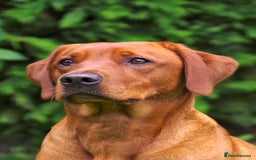 Labrador Retriever dogs for sale: Darkest Mahogany Fox Red Puppies - Image 3
