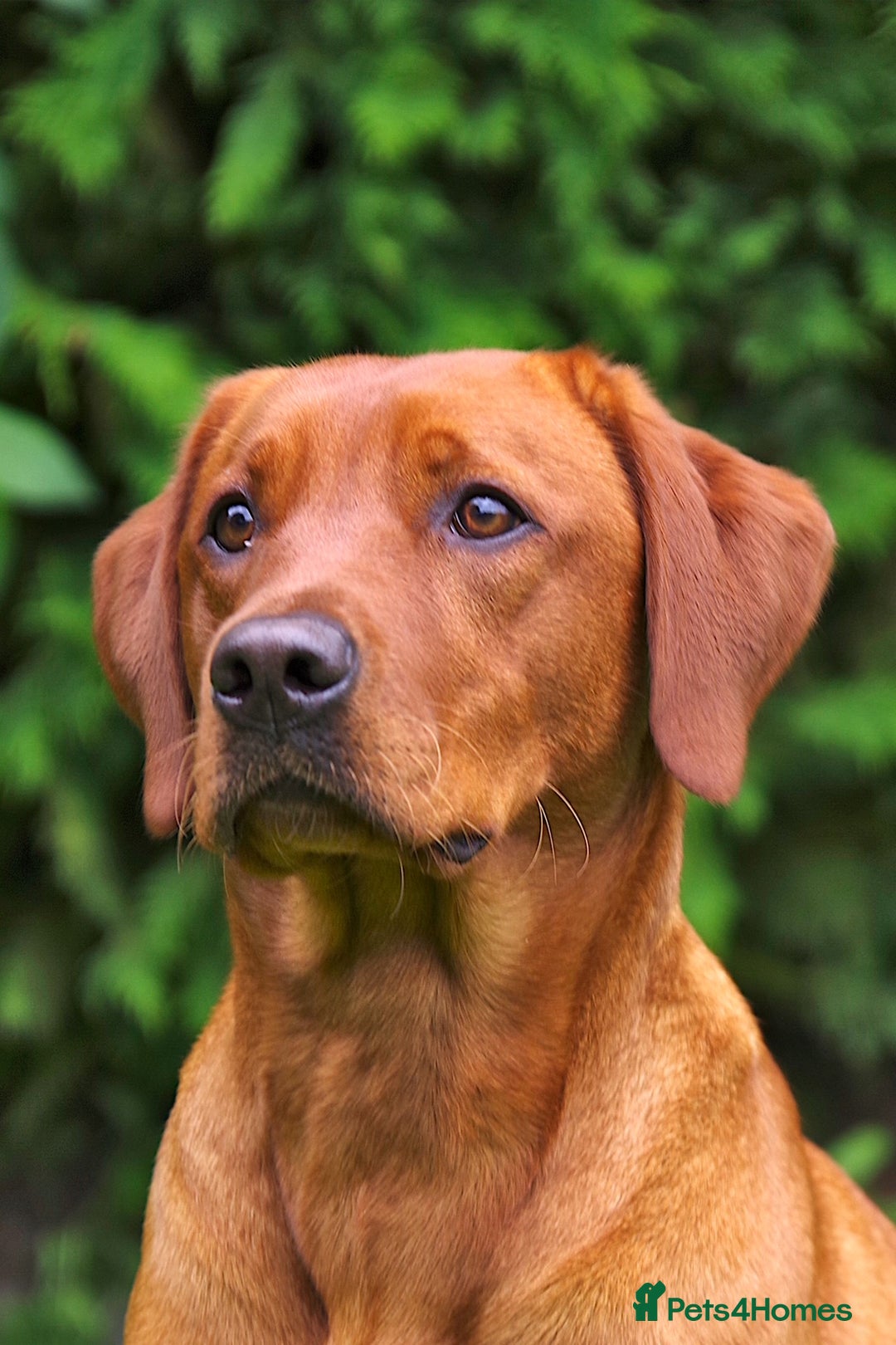Labrador Retriever dogs for sale: Darkest Mahogany Fox Red Puppies - Image 3