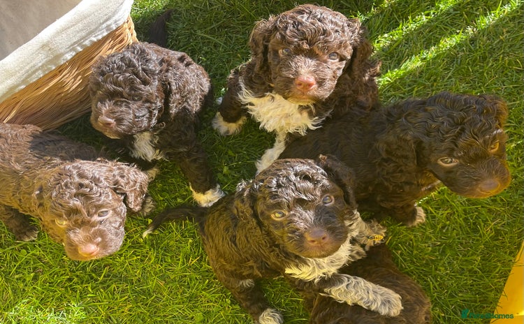 Lagotto Romagnolo dogs - Advert 1