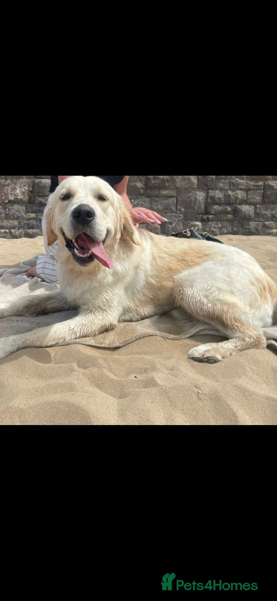 Golden Retriever dogs for sale: KC reg golden retriever puppies - Advert 19