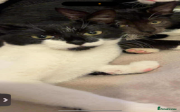 Domestic Shorthair cats for sale: Twix and twirl 🧡 - Image 2