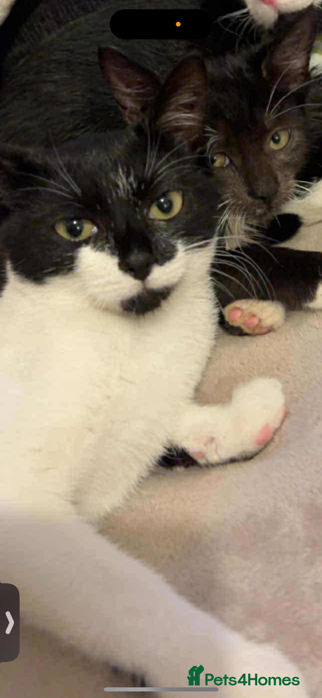 Domestic Shorthair cats for sale: Twix and twirl 🧡 - Image 2