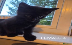 Mixed Breed cats for sale: Mixed breed kittens - Image 5