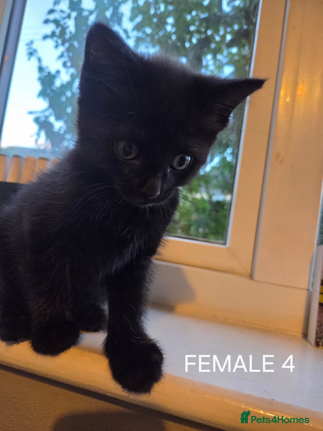 Mixed Breed cats for sale: Mixed breed kittens - Image 5