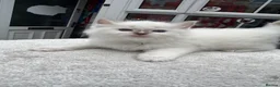 Ragdoll cats for sale: Gccf (champion) ragdoll kittens  - Advert 39