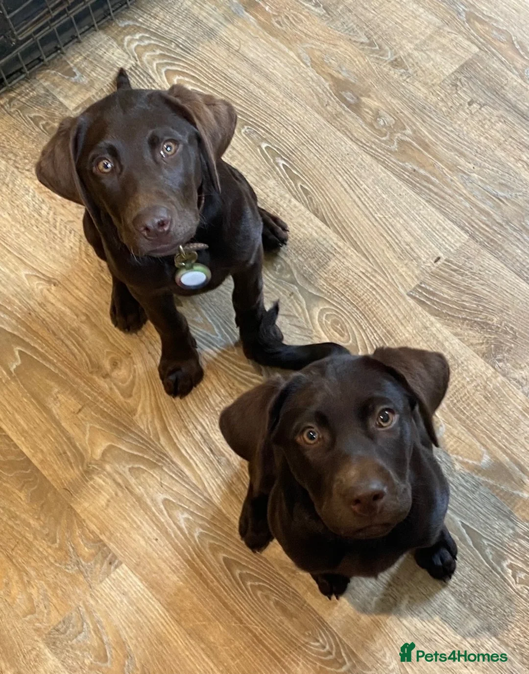 Labrador Retriever dogs for sale: 5 ⭐️ KC, VET checked, CHOCOLATE LABRADORS - Advert 13