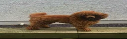 Cavapoo dogs for sale: Cavapoo F1b - Advert 4