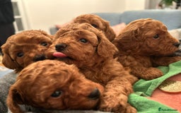 Toy Poodle dogs for sale: Stunning Fox Red Toy Poodles - Image 1