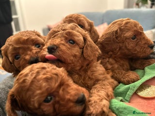 Toy Poodle dogs - Advert 13