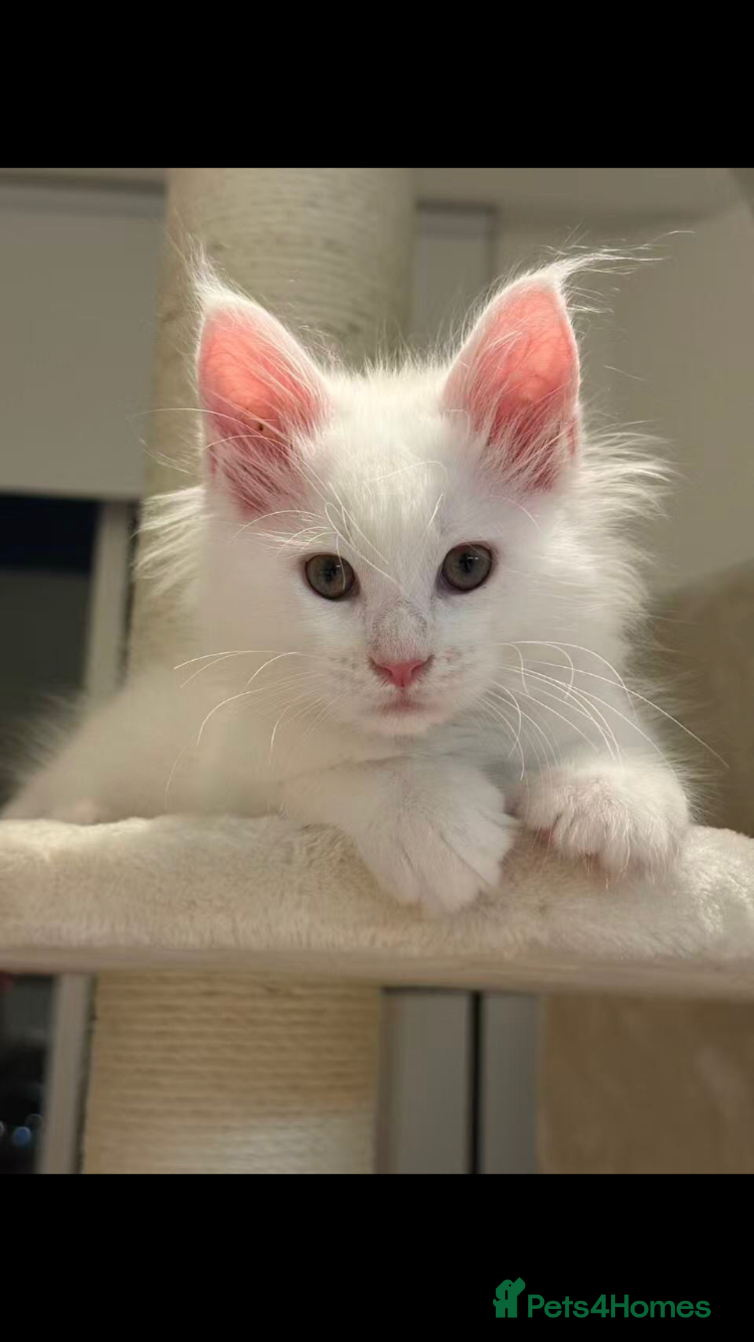 Maine Coon cats for sale: Beautiful GCCF Maine Coons  - Advert 5