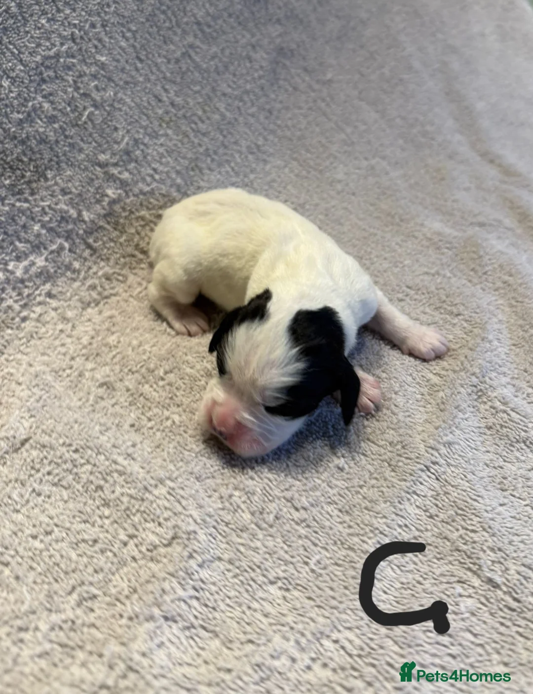 Mixed Breed dogs for sale: Adorable Boxer x Cocker Spaniel puppies 🐶 - Advert 2