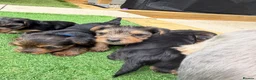 Yorkshire Terrier dogs for sale: Yorkshire Terrier  in Colchester - Advert 26