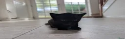 Mixed Breed cats for sale: Georgous Kittens Looking For A New Home - Advert 25
