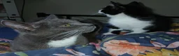 Domestic Shorthair cats for sale: One lovely male kitten needing a home in Redditch - Advert 2