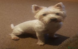 West Highland Terrier dogs for stud: Stud.. in Greenock - Image 2