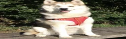 Siberian Husky dogs for stud: Siberian Husky Stud – Healthy & KC Registered in Lichfield - Advert 6
