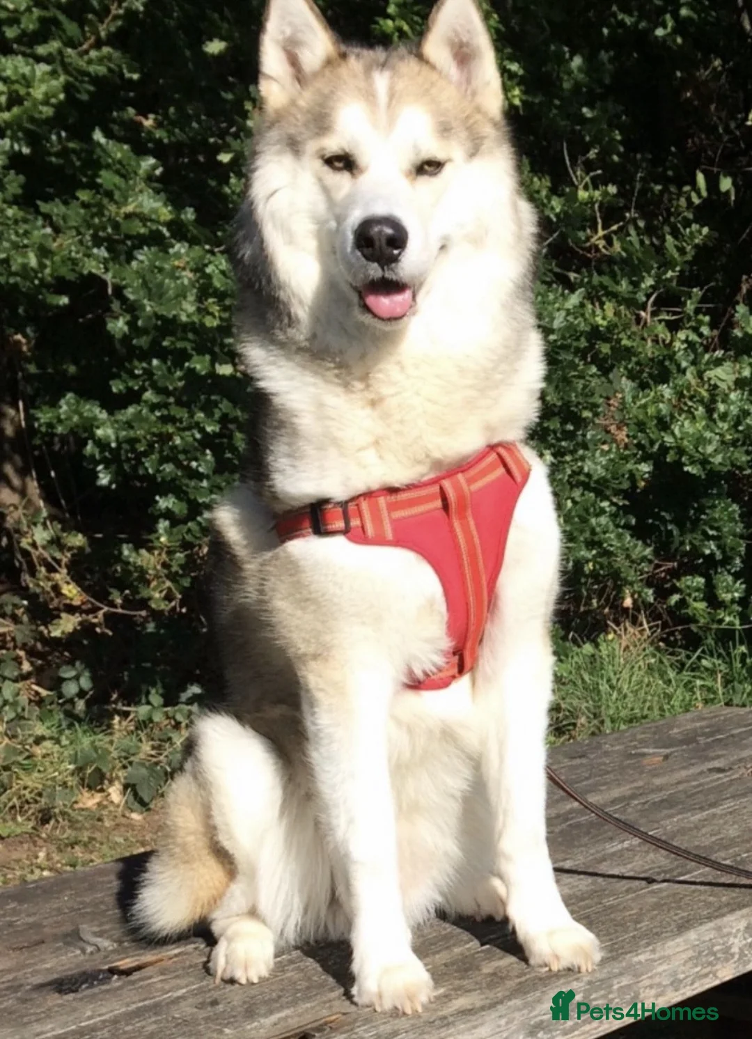 Siberian Husky dogs for stud: Siberian Husky Stud – Healthy & KC Registered in Lichfield - Advert 6