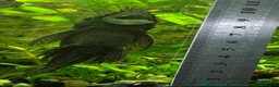 Plecos fish for sale: Beautiful Ancistrus in Croydon. - Advert 14