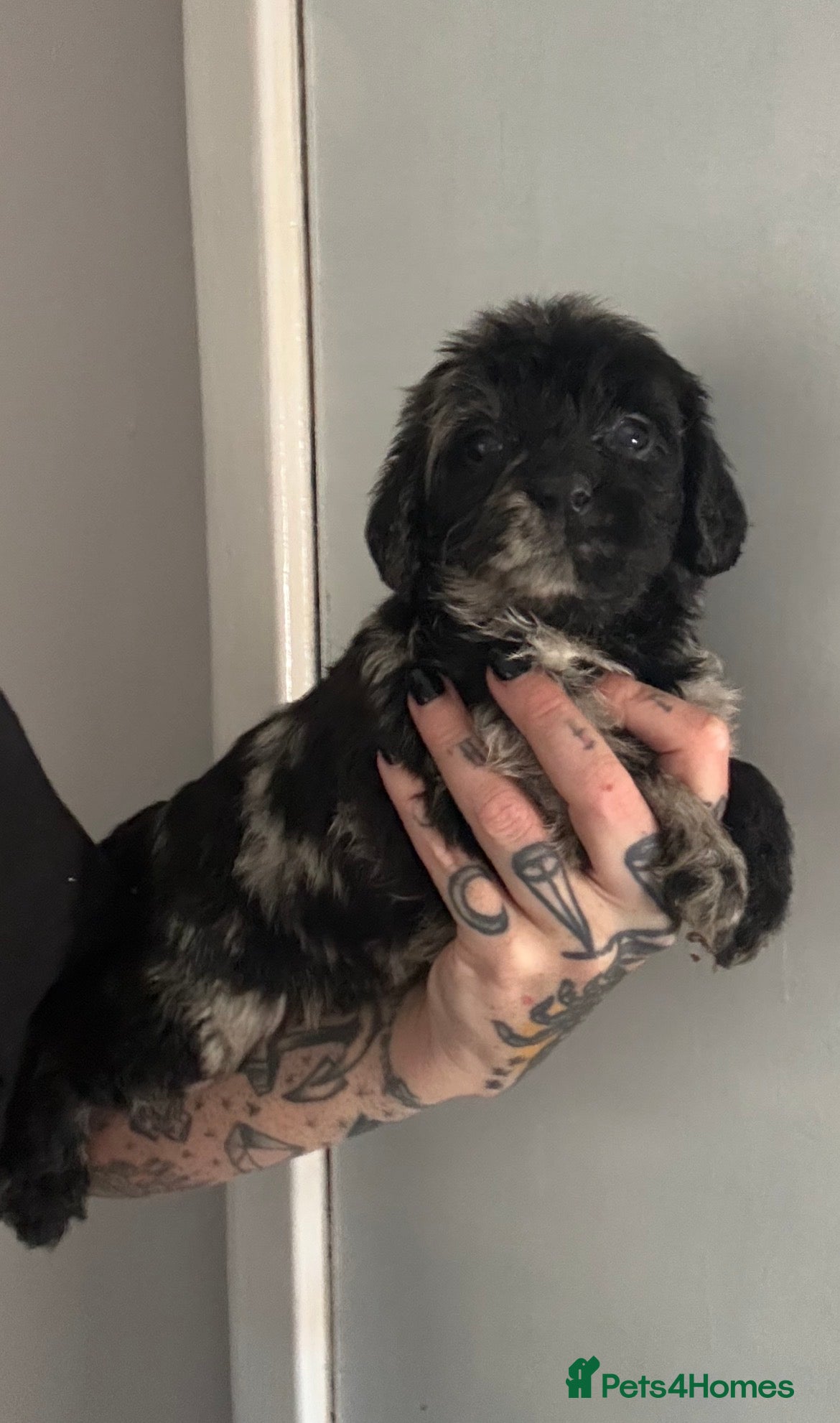 Labradoodle dogs Stunning curly Merle mini labradoodles - Advert 4