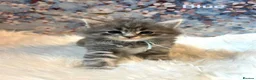 Maine Coon cats for sale: Maine Coon x Persian/Ragdoll Mix - Advert 11