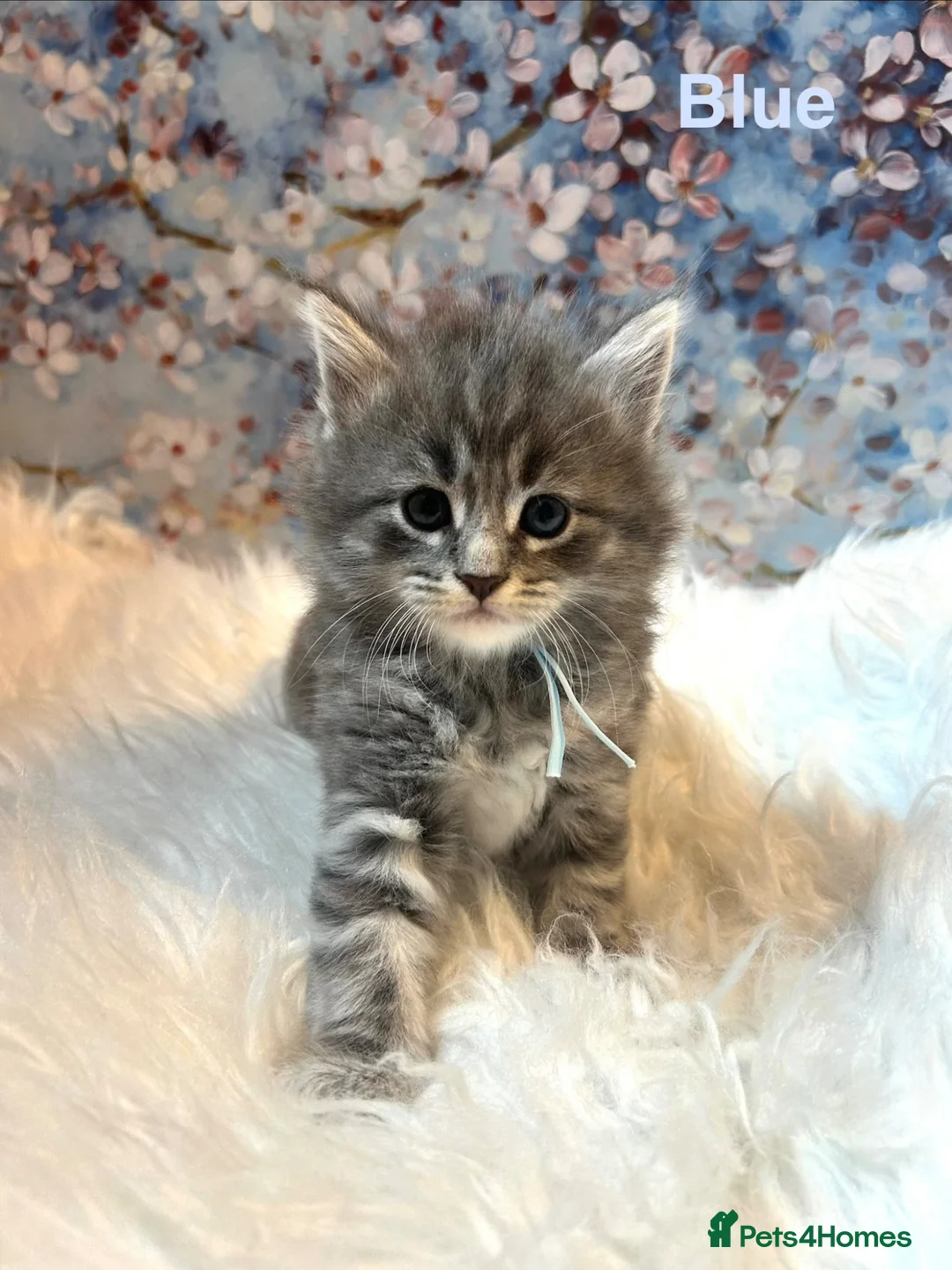 Maine Coon cats for sale: Maine Coon x Persian/Ragdoll Mix - Advert 27