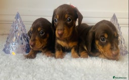 Miniature Dachshund dogs for sale: Pra clear miniature dachshunds - Image 2