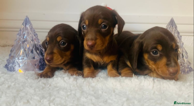 Miniature Dachshund dogs - Advert 10