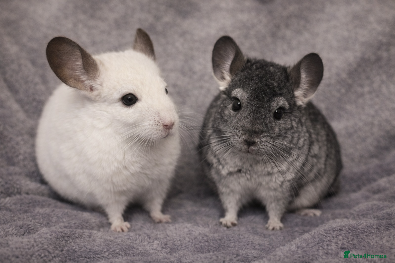 Chinchilla rodents Baby Chinchilla’s - Advert 16