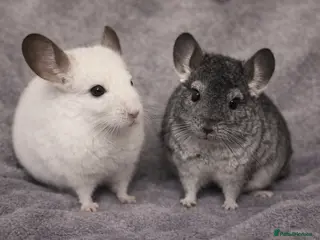 Chinchilla rodents Baby Chinchilla’s - Advert 16