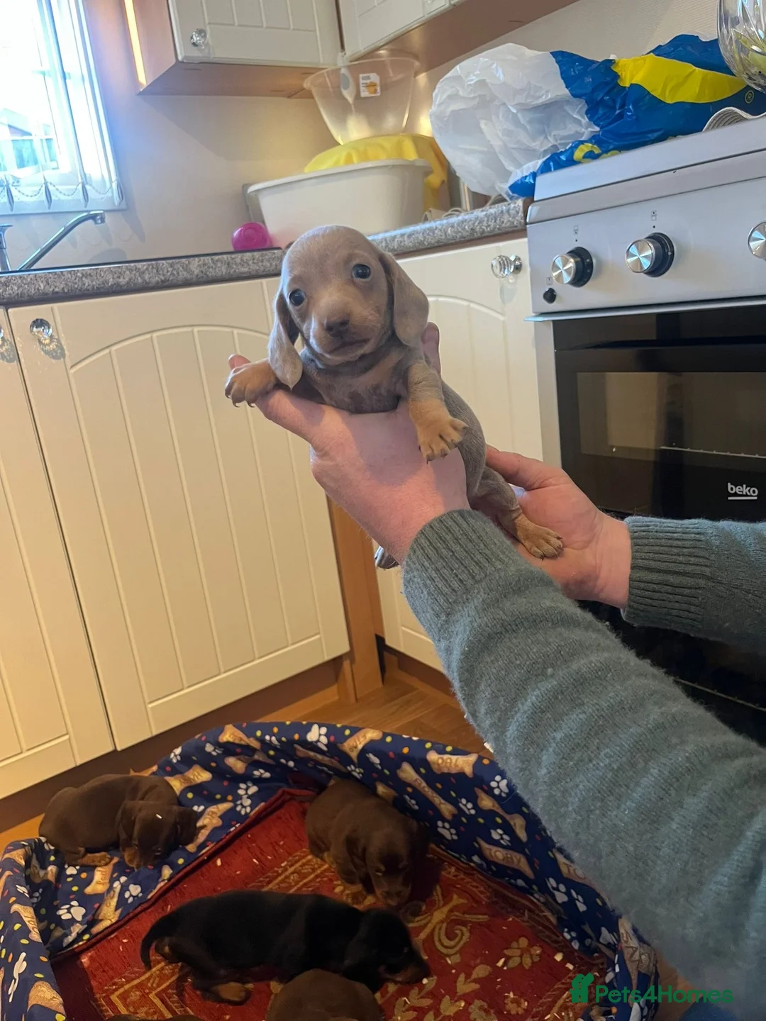 Dachshund dogs for sale: Dachshund - Advert 10