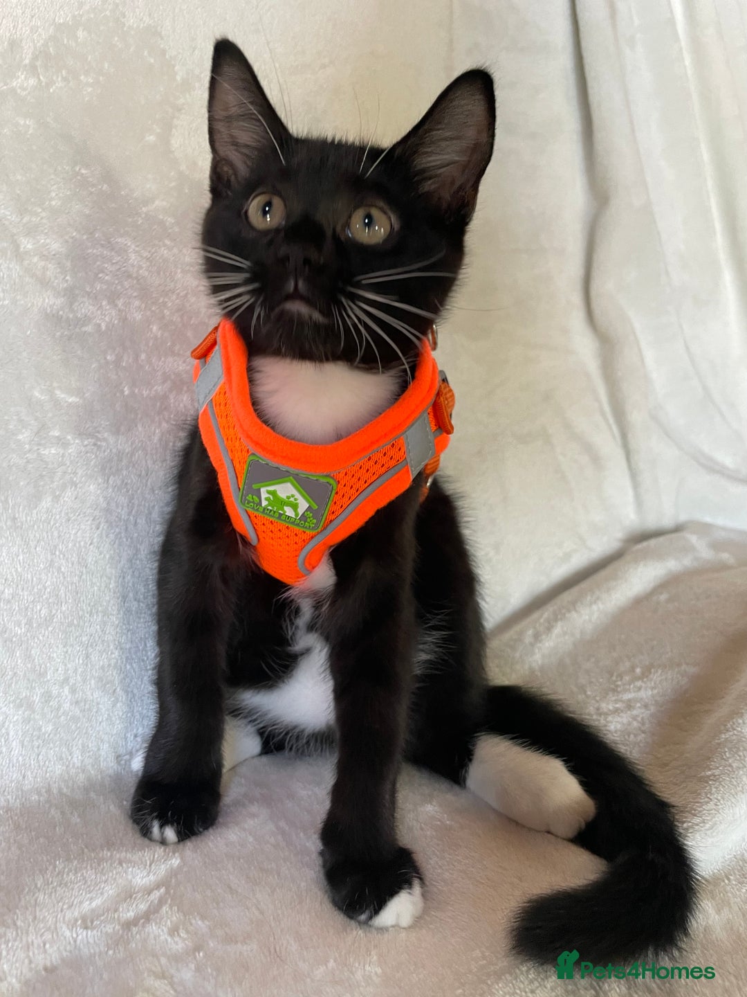 Mixed Breed cats for sale: 😻🐱Meet our adorable Little Princess - Image 1