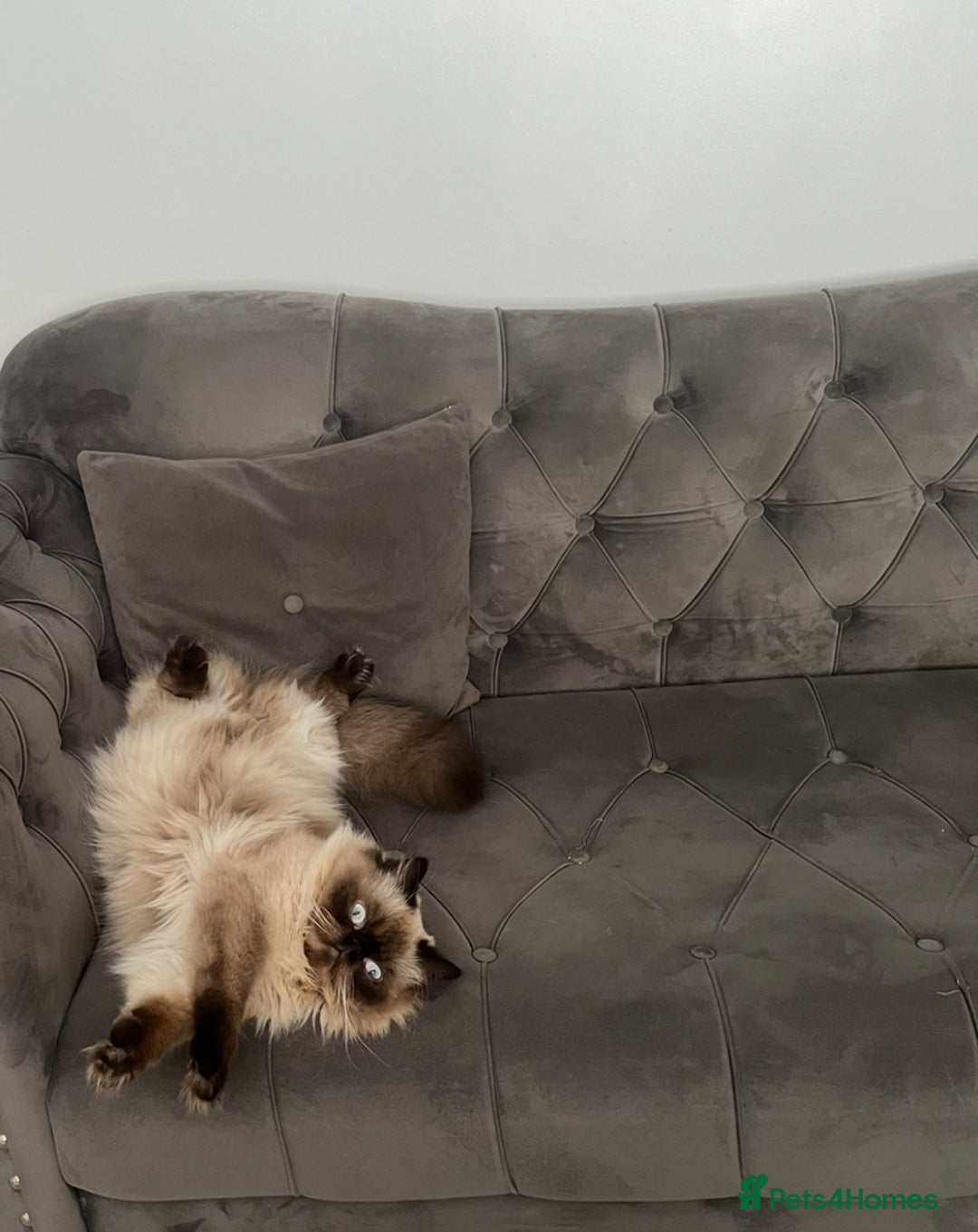 Persian cats for stud: PKD negative Himalayan Persian cat for stud only - Image 12