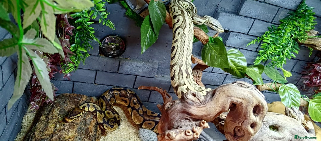 Python Snake reptiles for sale: 2 beautiful royal pythons  - Image 6