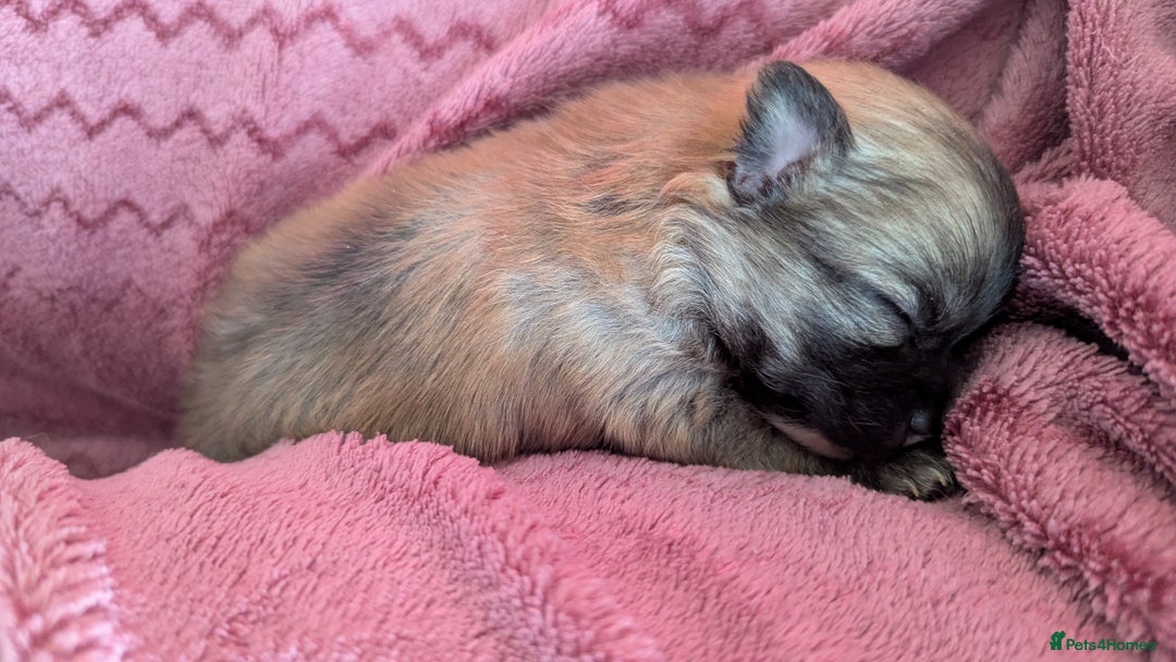 Chihuahua dogs for sale: Pocket size longhaired Beautiful Chihuahua Girl - Advert 4