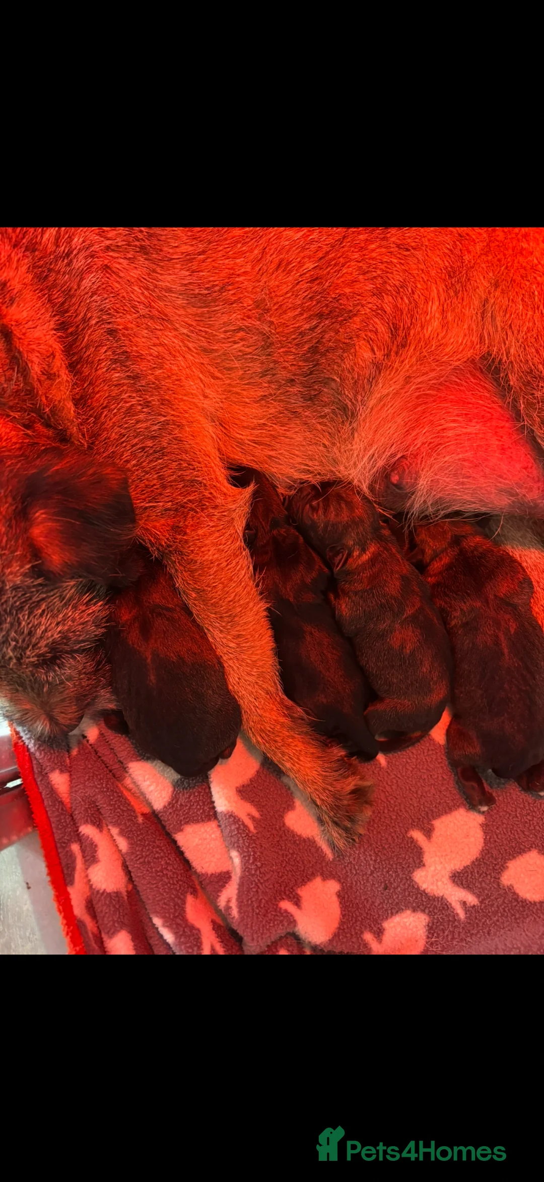Border Terrier dogs for sale: 5 Beautiful Border Puppies - Advert 2