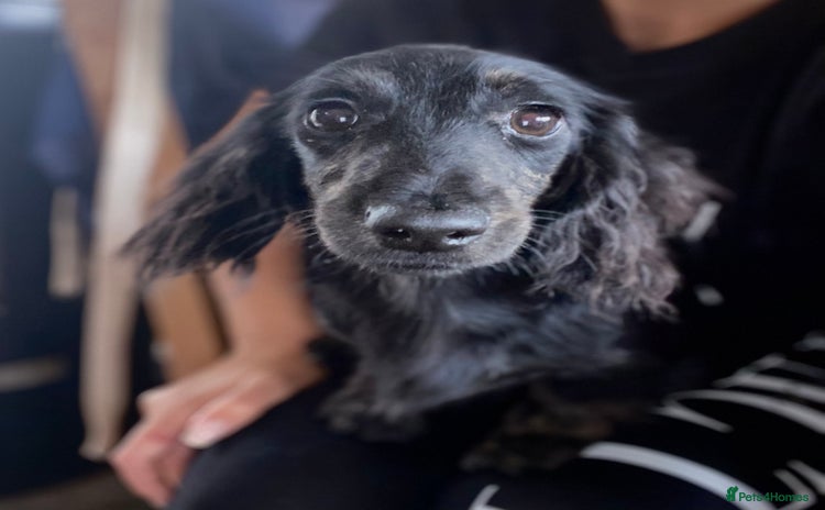 Miniature Dachshund dogs - Advert 4