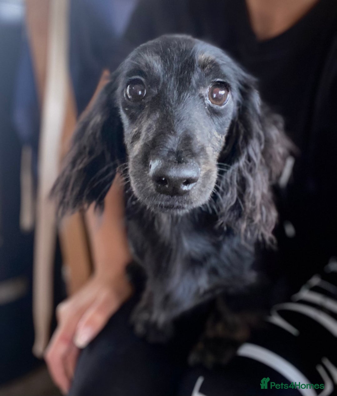 Miniature Dachshund dogs for sale: Adorable kc mini l/h  boy looking for his home .  - Image 1