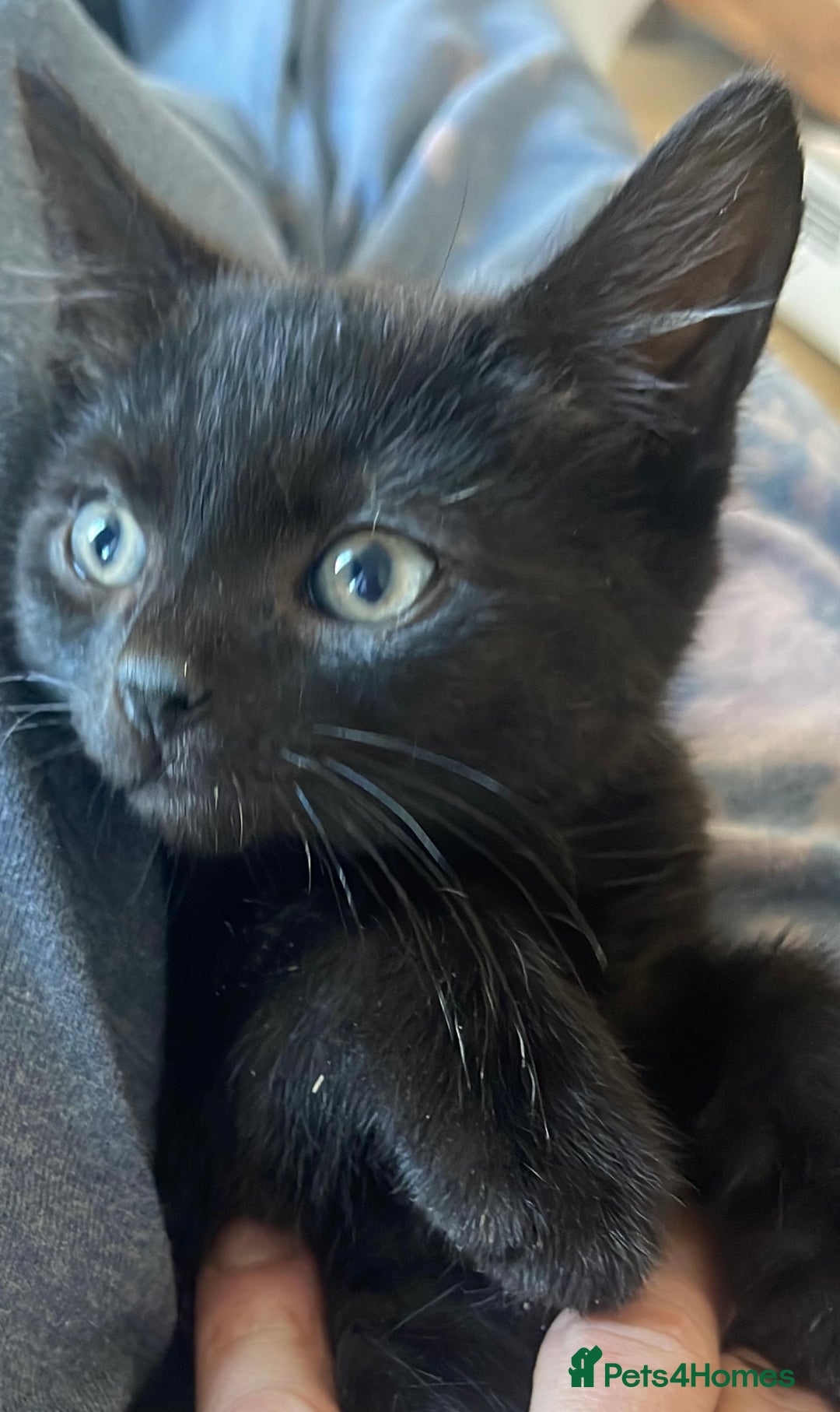 Mixed Breed cats for sale: Two adorable black male kittens - Image 2