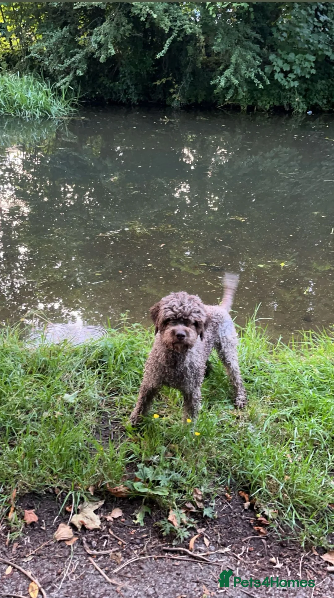 Lagotto Romagnolo dogs for sale: Lagotto Romagnolo  in Lancaster - Advert 2