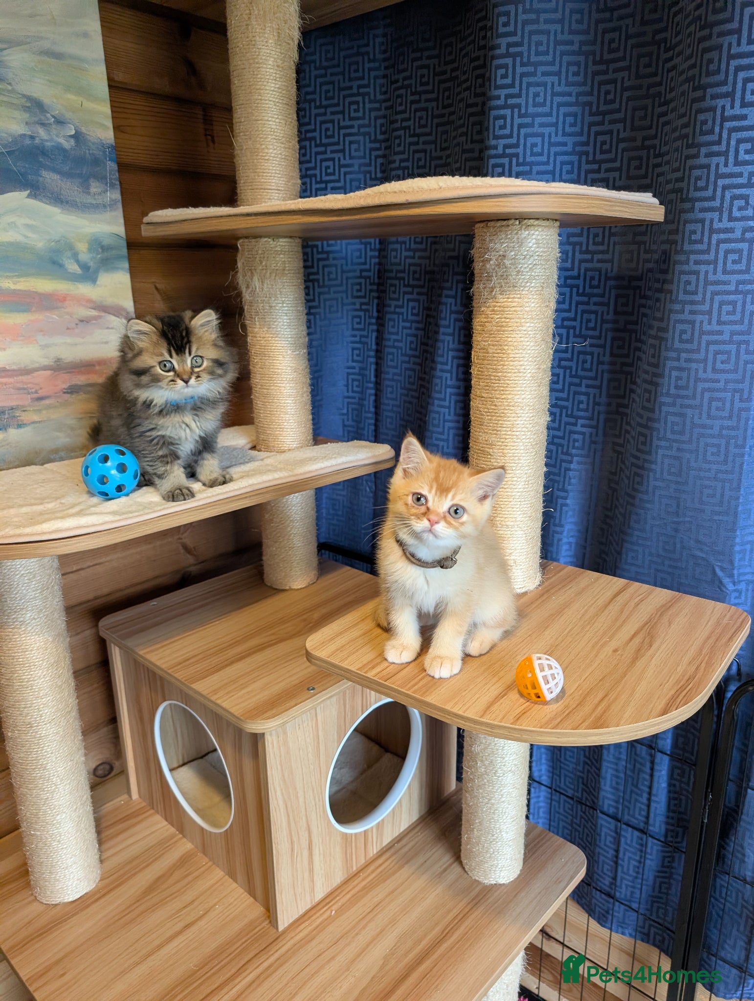 Scottish Fold cats ⭐ Ready Now Scottish straight kittens  ⭐ - Advert 2