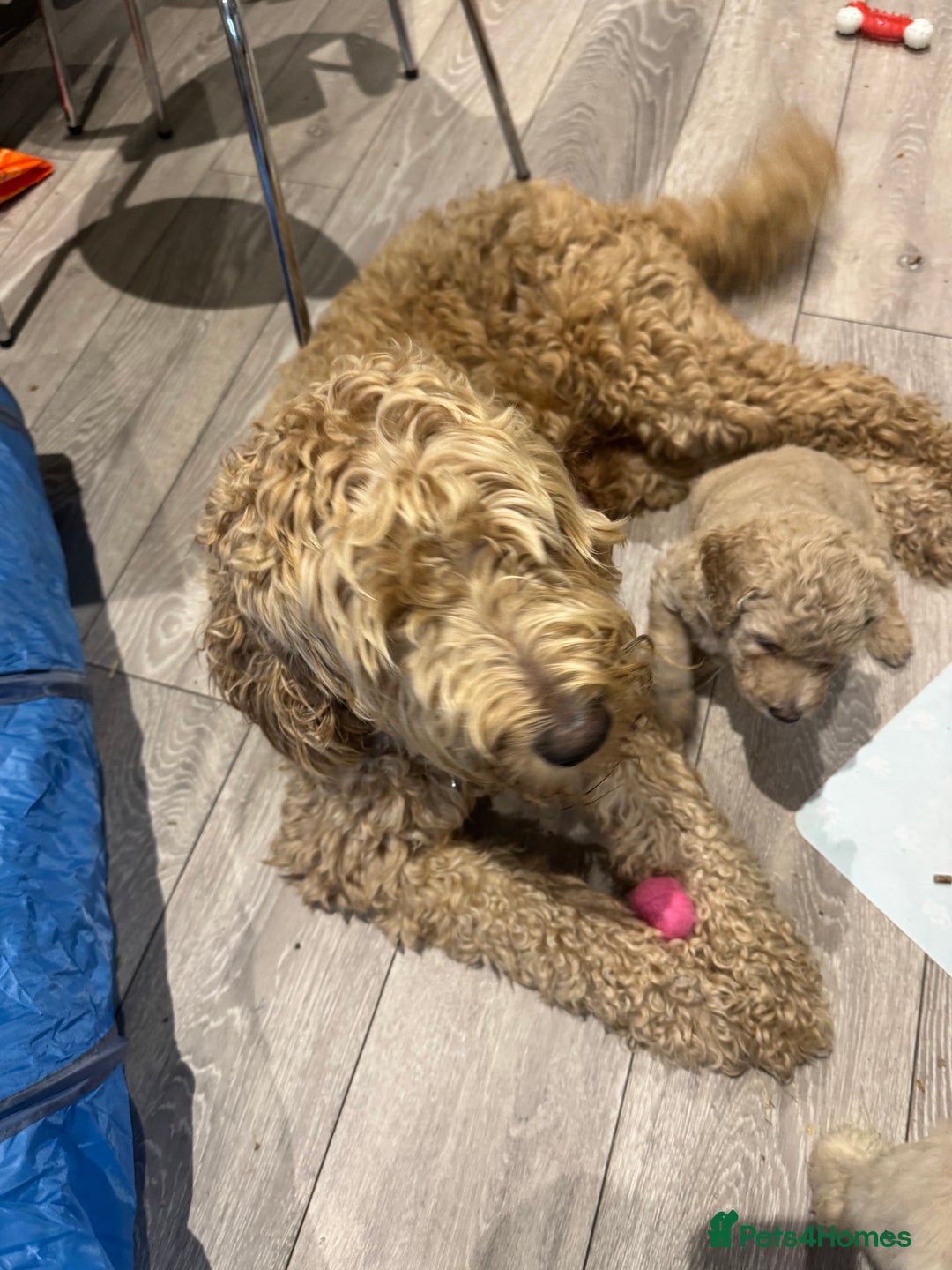 Goldendoodle dogs for sale: Golden doodle F1B stunning puppies  - Image 25