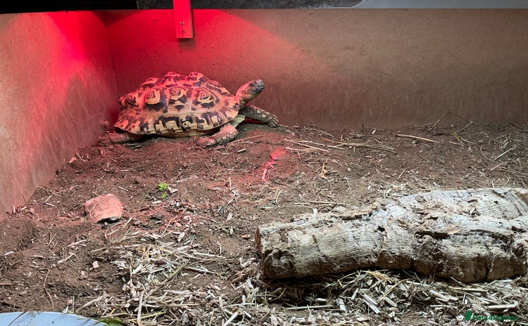 Tortoise reptiles - Advert 5