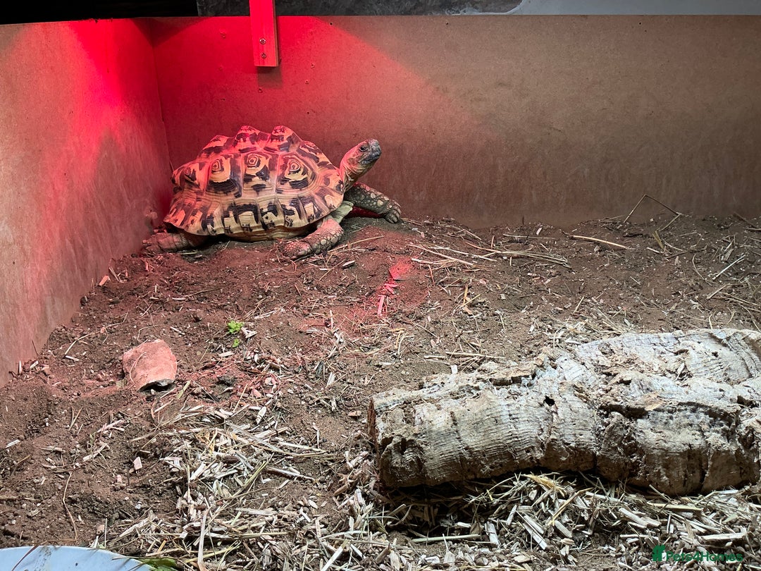 Tortoise reptiles for sale: Leopard Tortoise (Enso) Healthy & Friendly - Image 1