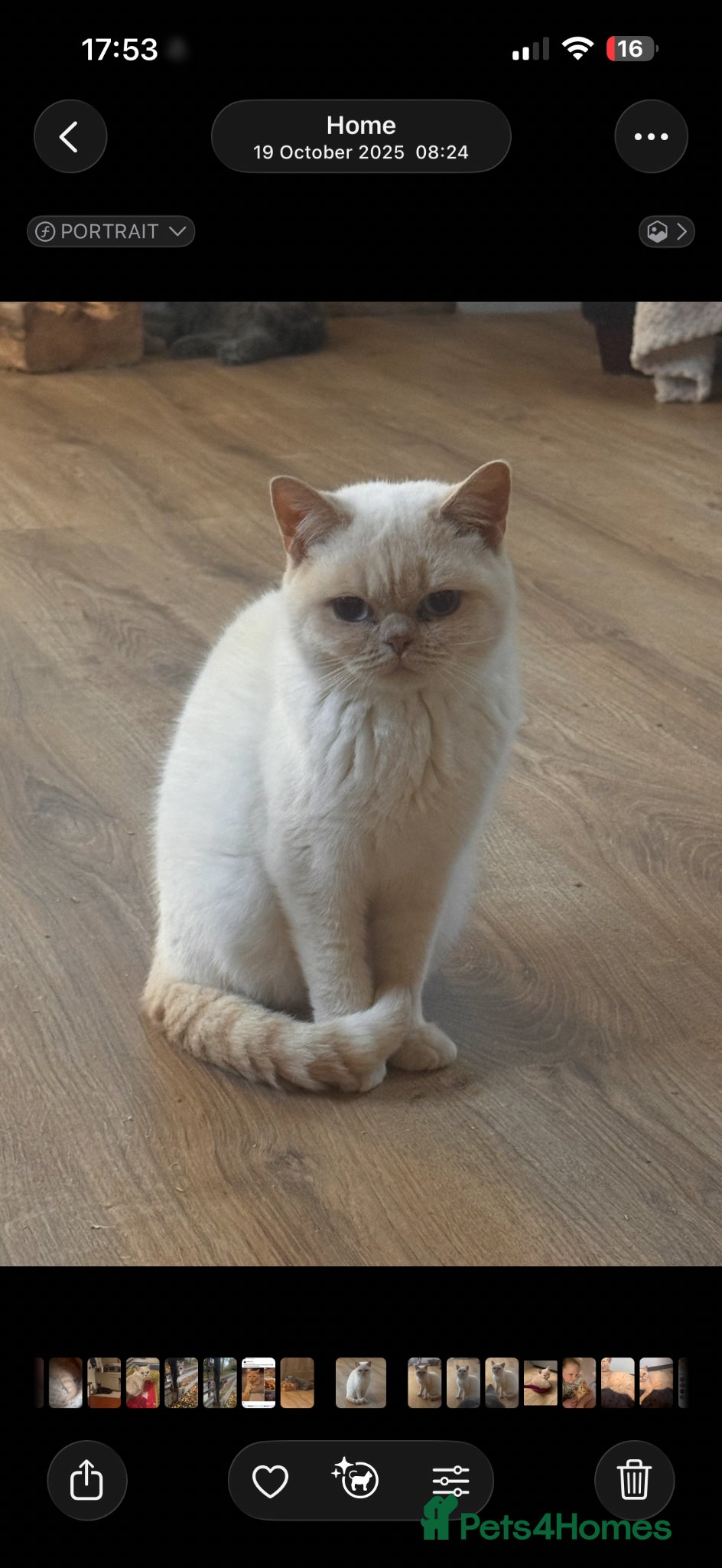 British Shorthair cats Entire cream colourpoint male BSH  - Advert 4