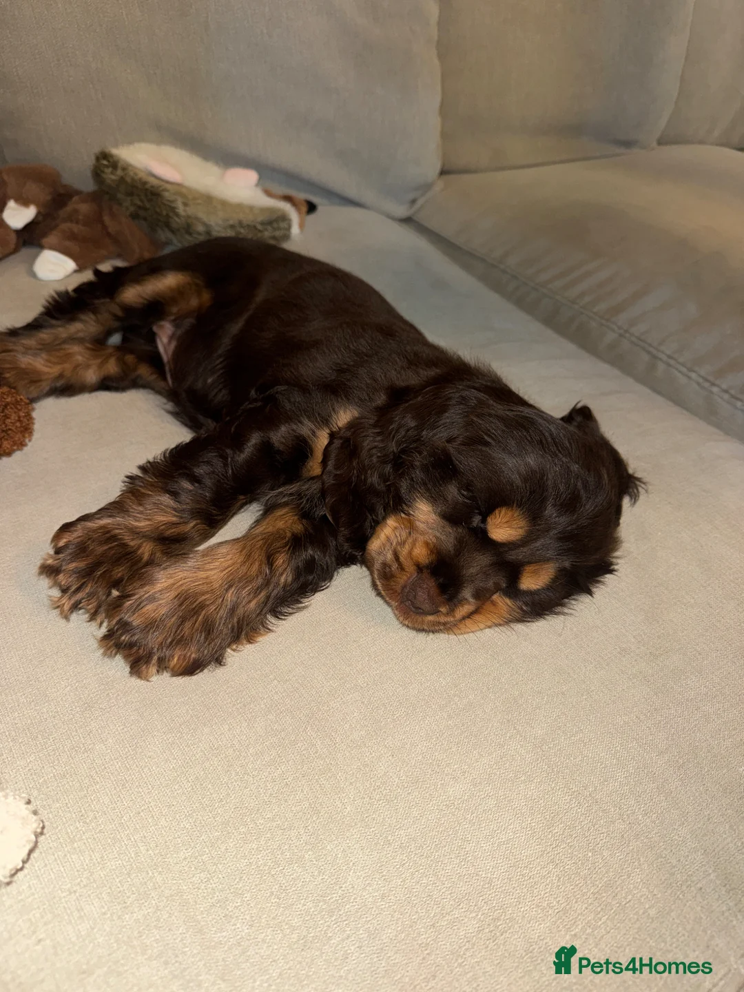 Cocker Spaniel dogs for sale: Chocolate and tan kc registered show spaniel - Advert 8