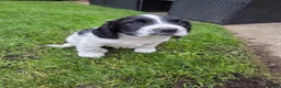 English Springer Spaniel dogs for sale: English springiel spaniel pupies.  in Yeovil - Advert 10